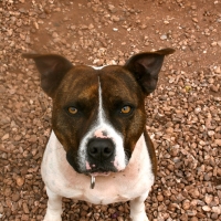 Billy