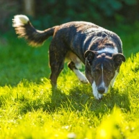 dexter_023