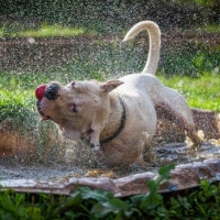 received_339016460657603450