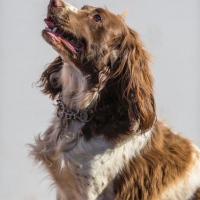 nell_003