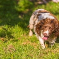 nell_020