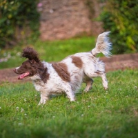nell_063