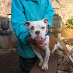 Jimmy, British Bulldog cross, Devon dog rescue and rehoming