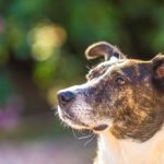 Dexter, Devon Dog Rescue and Rehab