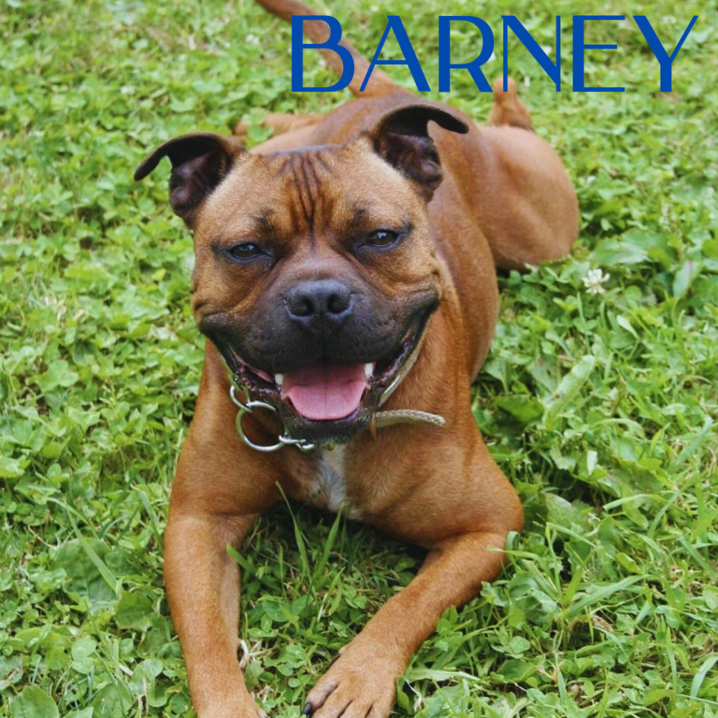 Barney, Devon dog rescue, dog rehoming