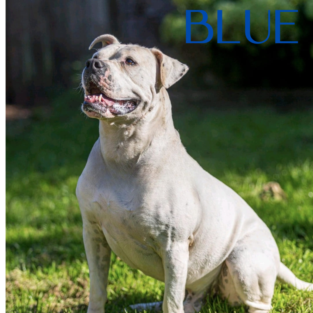 Devon Dog Rescue and Rehabilitation