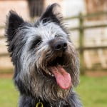 Devon Dog Rescue, rehoming dogs, devon, dog behaviour, Devon Dog Behaviour, Dog Rescue, dog rescue centre in Devon, dog adoption, rehabiliitation, rehome, rehoming, rescue dogs, dogs looking for a home