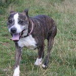 Devon Dog Rescue, rehoming dogs, devon, dog behaviour, Devon Dog Behaviour, Dog Rescue, dog rescue centre in Devon, dog adoption, rehabiliitation, rehome, rehoming, rescue dogs, dogs looking for a home