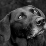 Devon Dog Rescue, rehoming dogs, devon, dog behaviour, Devon Dog Behaviour, Dog Rescue, dog rescue centre in Devon, dog adoption, rehabiliitation, rehome, rehoming, rescue dogs, dogs looking for a home