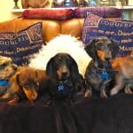 Devon Dog Rescue, rehoming dogs, devon, dog behaviour, Devon Dog Behaviour, Dog Rescue, dog rescue centre in Devon, dog adoption, rehabiliitation, rehome, rehoming, rescue dogs, dogs looking for a home