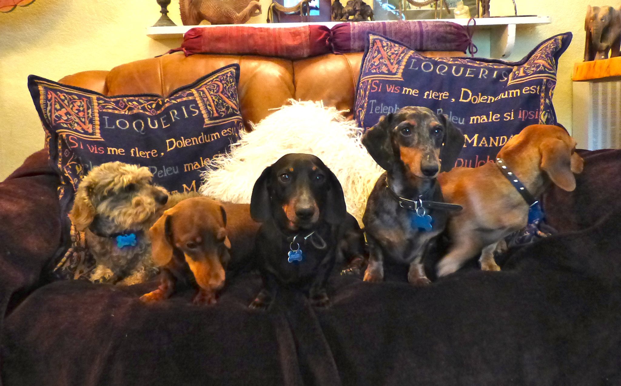 Devon Dog Rescue, rehoming dogs, devon, dog behaviour, Devon Dog Behaviour, Dog Rescue, dog rescue centre in Devon, dog adoption, rehabiliitation, rehome, rehoming, rescue dogs, dogs looking for a home