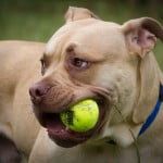 Devon Dog Rescue, rehoming dogs, devon, dog behaviour, Devon Dog Behaviour, Dog Rescue, dog rescue centre in Devon, dog adoption, rehabiliitation, rehome, rehoming, rescue dogs, dogs looking for a home