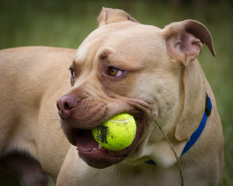 Devon Dog Rescue, rehoming dogs, devon, dog behaviour, Devon Dog Behaviour, Dog Rescue, dog rescue centre in Devon, dog adoption, rehabiliitation, rehome, rehoming, rescue dogs, dogs looking for a home