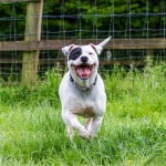 Devon Dog Rescue, rehoming dogs, devon, dog behaviour, Devon Dog Behaviour, Dog Rescue, dog rescue centre in Devon, dog adoption, rehabiliitation, rehome, rehoming, rescue dogs, dogs looking for a home