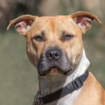 Devon Dog Rescue, rehoming dogs, devon, dog behaviour, Devon Dog Behaviour, Dog Rescue, dog rescue centre in Devon, dog adoption, rehabiliitation, rehome, rehoming, rescue dogs, dogs looking for a home