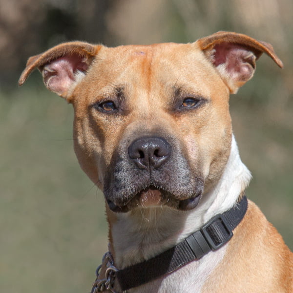 Devon Dog Rescue, rehoming dogs, devon, dog behaviour, Devon Dog Behaviour, Dog Rescue, dog rescue centre in Devon, dog adoption, rehabiliitation, rehome, rehoming, rescue dogs, dogs looking for a home