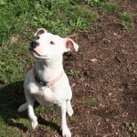 Devon Dog Rescue, rehoming dogs, devon, dog behaviour, Devon Dog Behaviour, Dog Rescue, dog rescue centre in Devon, dog adoption, rehabiliitation, rehome, rehoming, rescue dogs, dogs looking for a home