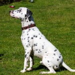 Devon Dog Rescue, rehoming dogs, devon, dog behaviour, Devon Dog Behaviour, Dog Rescue, dog rescue centre in Devon, dog adoption, rehabiliitation, rehome, rehoming, rescue dogs, dogs looking for a home