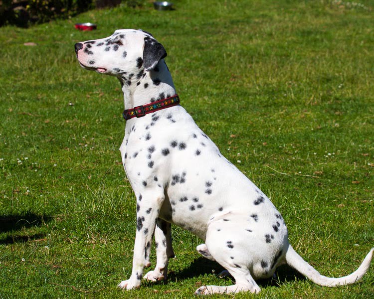 Devon Dog Rescue, rehoming dogs, devon, dog behaviour, Devon Dog Behaviour, Dog Rescue, dog rescue centre in Devon, dog adoption, rehabiliitation, rehome, rehoming, rescue dogs, dogs looking for a home