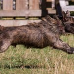 Devon Dog Rescue, rehoming dogs, devon, dog behaviour, Devon Dog Behaviour, Dog Rescue, dog rescue centre in Devon, dog adoption, rehabiliitation, rehome, rehoming, rescue dogs, dogs looking for a home