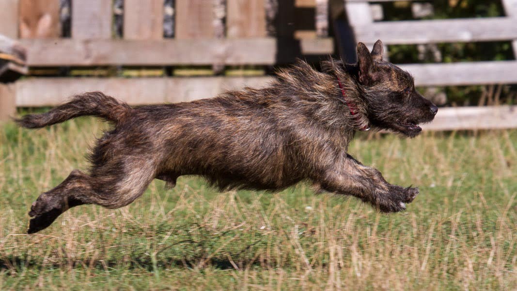 Devon Dog Rescue, rehoming dogs, devon, dog behaviour, Devon Dog Behaviour, Dog Rescue, dog rescue centre in Devon, dog adoption, rehabiliitation, rehome, rehoming, rescue dogs, dogs looking for a home