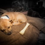 Devon Dog Rescue, rehoming dogs, devon, dog behaviour, Devon Dog Behaviour, Dog Rescue, dog rescue centre in Devon, dog adoption, rehabiliitation, rehome, rehoming, rescue dogs, dogs looking for a home