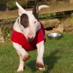 Devon Dog Rescue, rehoming dogs, devon, dog behaviour, Devon Dog Behaviour, Dog Rescue, dog rescue centre in Devon, dog adoption, rehabiliitation, rehome, rehoming, rescue dogs, dogs looking for a home, English Bull Terrier