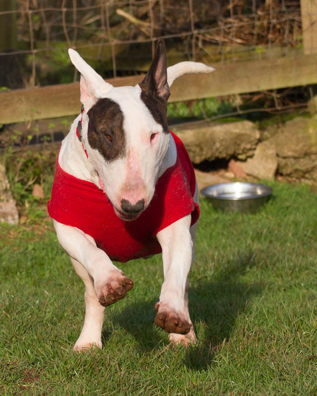 Devon Dog Rescue, rehoming dogs, devon, dog behaviour, Devon Dog Behaviour, Dog Rescue, dog rescue centre in Devon, dog adoption, rehabiliitation, rehome, rehoming, rescue dogs, dogs looking for a home, English Bull Terrier