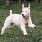 Devon Dog Rescue, rehoming dogs, devon, dog behaviour, Devon Dog Behaviour, Dog Rescue, dog rescue centre in Devon, dog adoption, rehabiliitation, rehome, rehoming, rescue dogs, dogs looking for a home