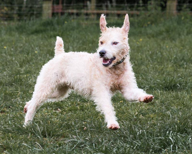 Devon Dog Rescue, rehoming dogs, devon, dog behaviour, Devon Dog Behaviour, Dog Rescue, dog rescue centre in Devon, dog adoption, rehabiliitation, rehome, rehoming, rescue dogs, dogs looking for a home