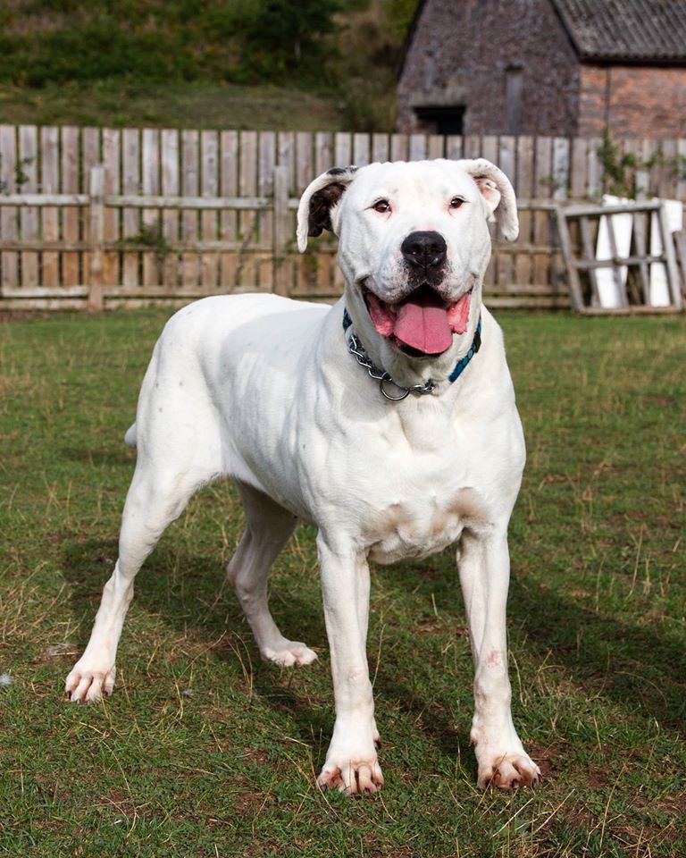 Devon Dog Rescue, rehoming dogs, devon, dog behaviour, Devon Dog Behaviour, Dog Rescue, dog rescue centre in Devon, dog adoption, rehabiliitation, rehome, rehoming, rescue dogs, dogs looking for a home