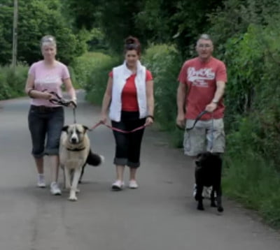 Devon Dog Rescue, rehoming dogs, devon, dog behaviour, Devon Dog Behaviour, Dog Rescue, dog rescue centre in Devon, dog adoption, rehabiliitation, rehome, rehoming, rescue dogs, dogs looking for a home